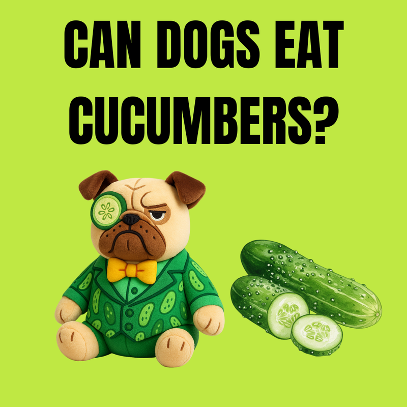 Can Dogs Eat Cucumbers? An Expert Opinion from a Pug in a Vegetable Suit. - Cucumber Dog | Rude & Funny Mugs, Tees, Door Mats & Gifts